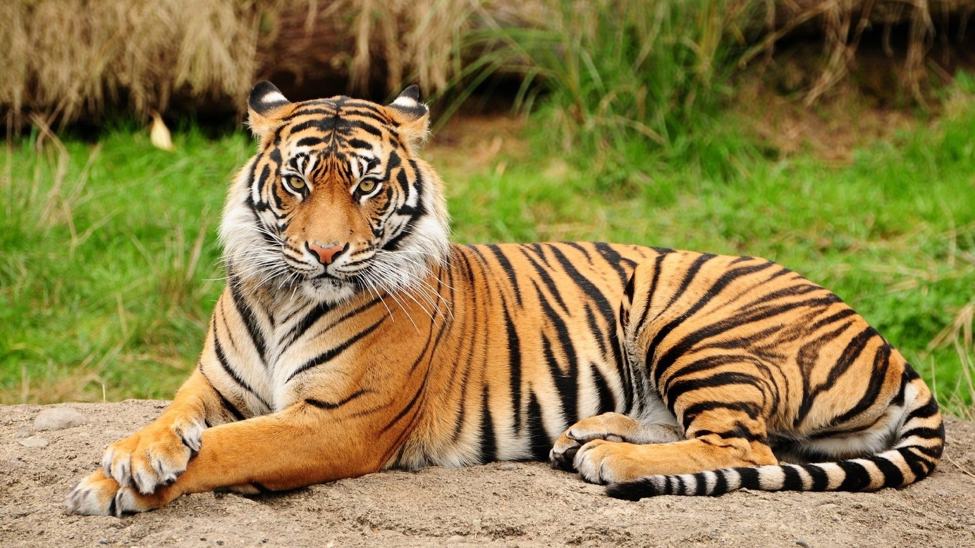 cats-animals-tiger-image-hd-1920x1080