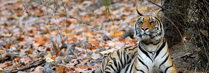 Amba-Jungle=-banner