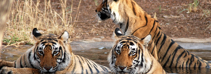 Ranthambore-banner