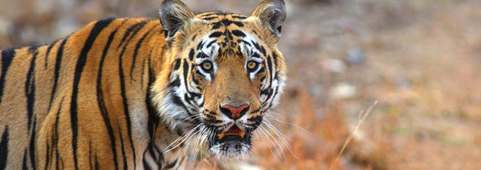 Tadoba-banner
