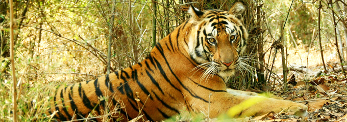 bandhargarh-mp