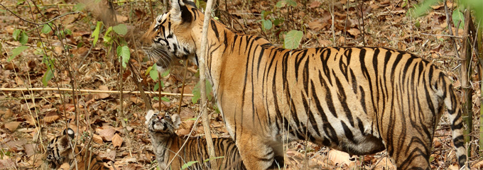 kanha