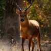 Bandhavgarh 1