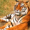 Bandhavgarh 2