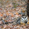 Bandhavgarh 3