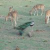 Ranthambore 1