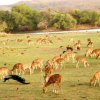 Ranthambore 2