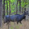 Ranthambore 4