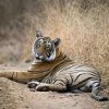 Ranthambore 6