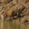 Tadoba 1