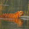 Tadoba 3