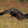 Tadoba 4