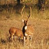 Tadoba 6