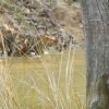 tadoba4