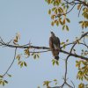 tadoba5