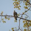 tadoba6