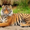 Anandvan Hemalkasa Somnath Tadoba
