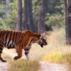 Anandvan Hemalkasa Somnath Tadoba